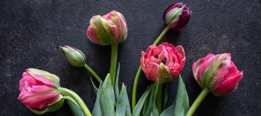 Campo del Sol Flowers | 10 Reasons to Gift a Flower Subscription
