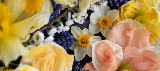 Campo del Sol Flowers, Murfreesboro, TN | Closeup of flowers