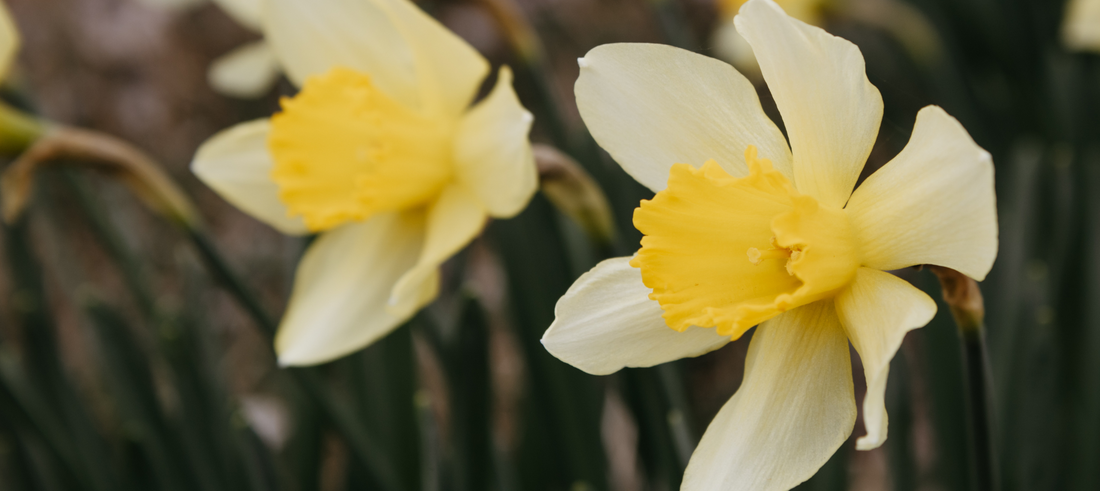 The First Flowers of the Year